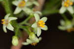 Atlantic poison oak